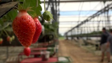 Fransa, Gironde, Mayıs 2022: Güney Batı Fransa 'da yeşil evlerin altında yetişen çilekler, yüksek kaliteli 4K görüntü