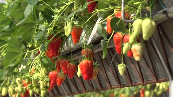 フランス ジロンド 2022年5月 南西部の緑の家の下で栽培されているイチゴ 高品質の4K映像 — ストック動画