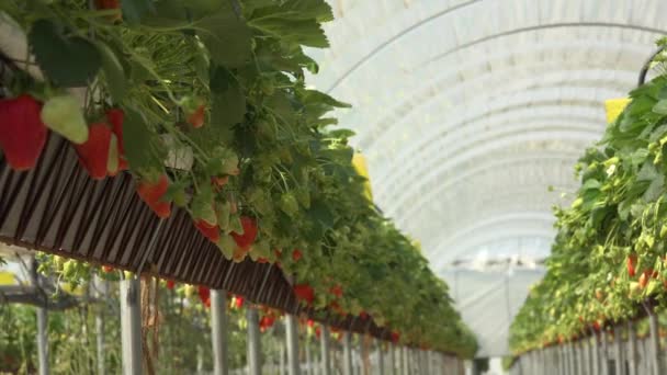France Gironde May 2022 Strawberries Growing Green Houses South West — Stock Video
