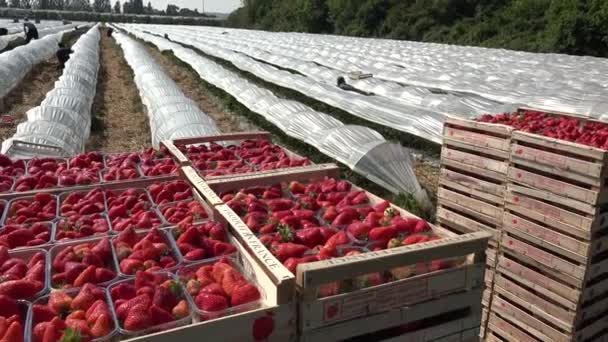 Francia Gironda Maggio 2022 Scatola Con Fragola Rossa Matura Mentre — Video Stock