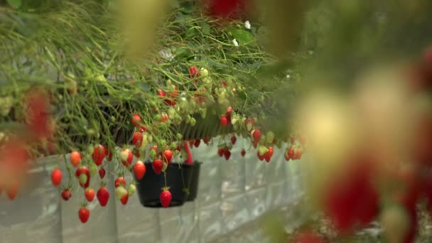 France Gironde May 2022 Strawberries Growing Green Houses South West — Stockvideo