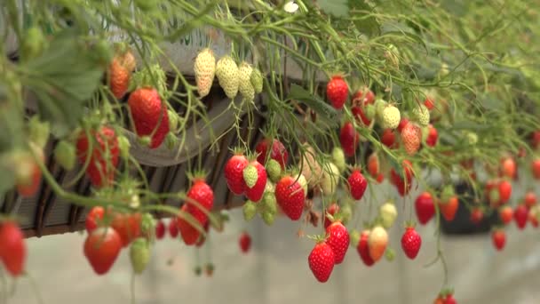 France Gironde May 2022 Strawberries Growing Green Houses South West — Video