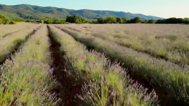 Plateau Valensole Lavender Field Sunset Haute Alpes Provence Cote Dazur — Stock videók