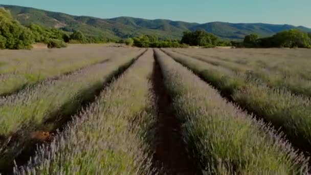 Plateau Valensole Lavender Field Sunset Haute Alpes Provence Cote Dazur — Stock video