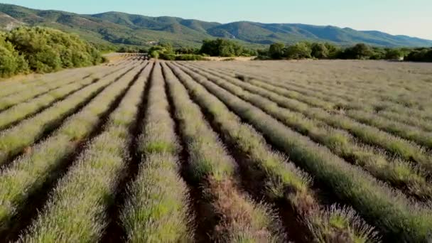 Plateau Valensole Lavender Field Sunset Haute Alpes Provence Cote Dazur — Wideo stockowe