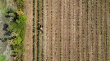 Tractor between rows of vineyards. Tractor movement in the rows of vineyards, top view., Bordeaux vineyards, High quality 4k footage