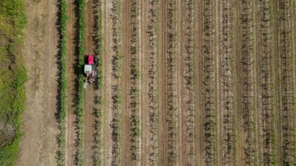 Tractor Rows Vineyards Tractor Movement Rows Vineyards Top View Bordeaux — Stock video