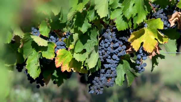 ボルドー ヴィニヤード 赤メルロのワインブドウは ワイナリーのつるで熟成 高品質の4K映像 — ストック動画