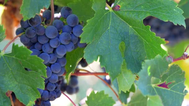 波尔多葡萄园 红梅洛特葡萄酒葡萄成熟在葡萄架上 高品质的4K镜头 — 图库视频影像