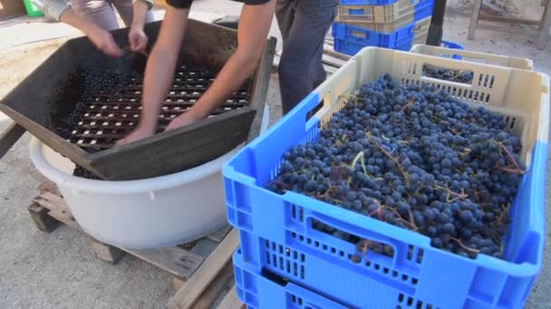 Hand Harvesting Grapes Bordeaux Vineyard Red Merlot Grapes Wooden Scuff — Stock Video