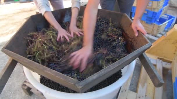 Bordeaux Vineyard Üzüm Hasadı Ahşap Sürtünmede Kırmızı Şarap Üzümleri Üzüm — Stok video