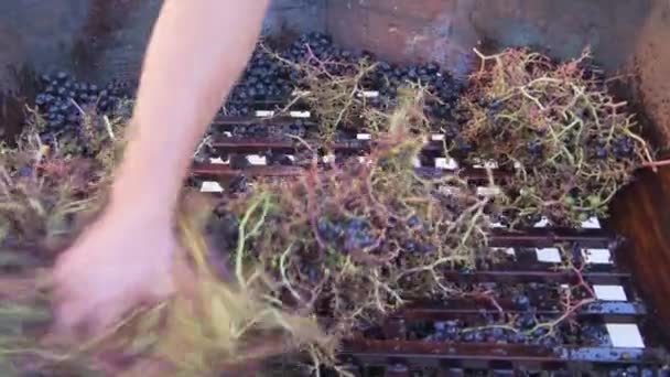 Hand Harvesting Grapes Bordeaux Vineyard Red Merlot Grapes Wooden Scuff — Stock Video