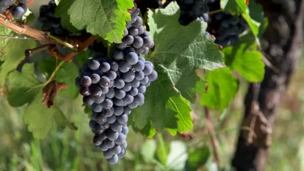 Bordeaux Wijngaard Rode Merlot Wijndruiven Rijping Wijnstok Van Een Wijnmakerij — Stockvideo