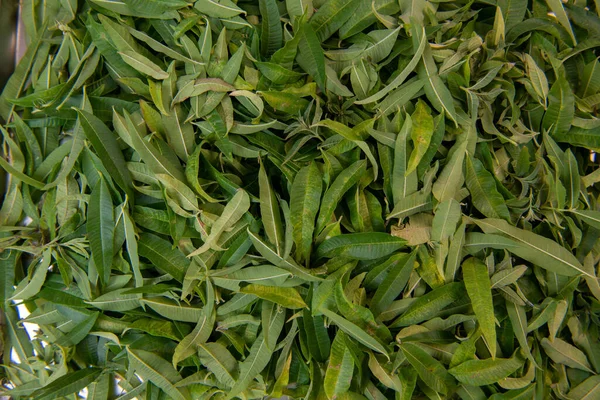 Dried verbena leaves for herbal tea. High quality photo