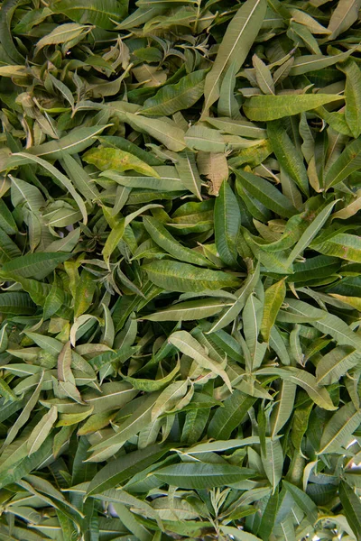 Dried verbena leaves for herbal tea. High quality photo
