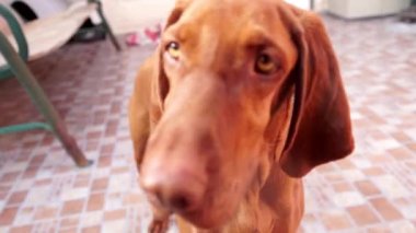 güzel kahverengi köpek