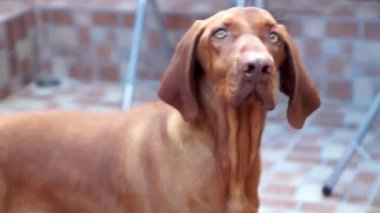 güzel kahverengi köpek