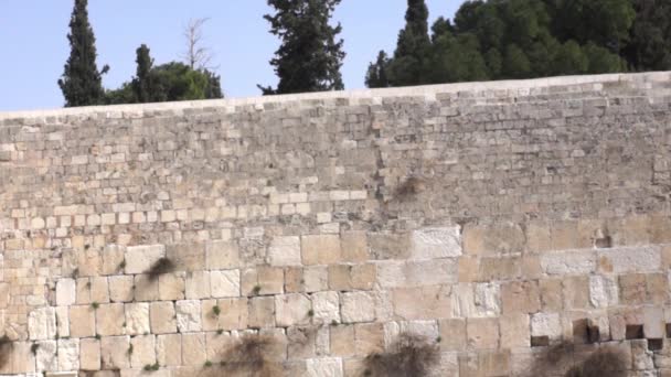 Golondrinas en pared vieja — Vídeos de Stock