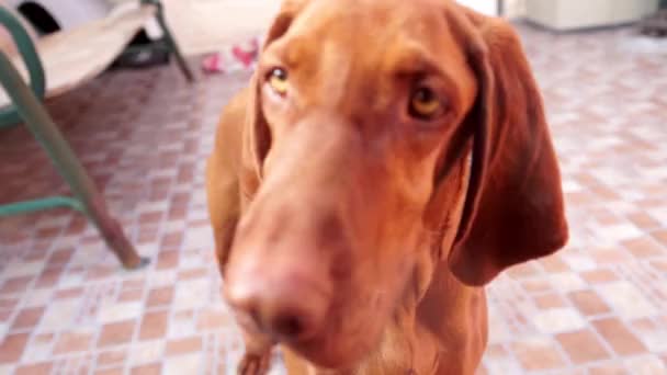 Beau chien brun 