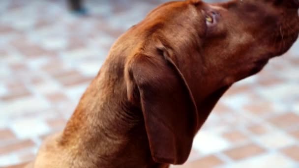 Beautiful brown dog — Stock Video