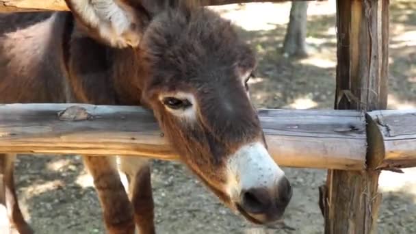 Burro Masticar — Vídeos de Stock