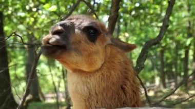 yakın çekim çiğneme sevimli ergen Lama