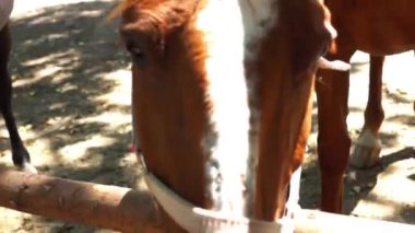 kahverengi at head yakın çekim