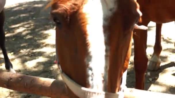 Hoofd van de bruin paarden close-up — Stockvideo