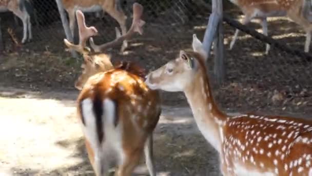 Beautiful deer — Stock Video