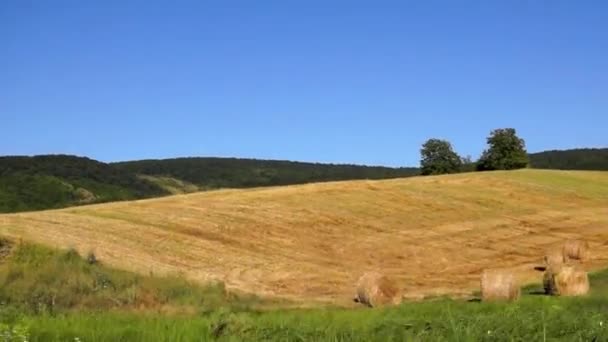 Vista del paisaje de pastoreo — Vídeos de Stock