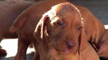 sevimli kahverengi köpek