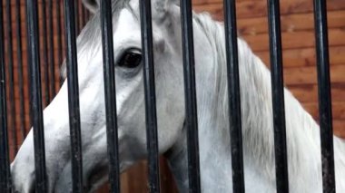 Beyaz at kafası. Yaklaş.