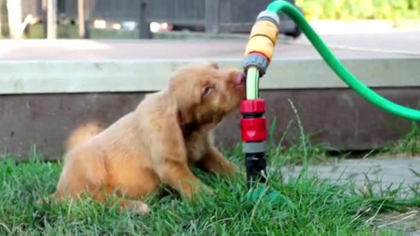 Cachorrinho bonito — Vídeo de Stock