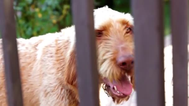 Vriendelijke hond — Stockvideo