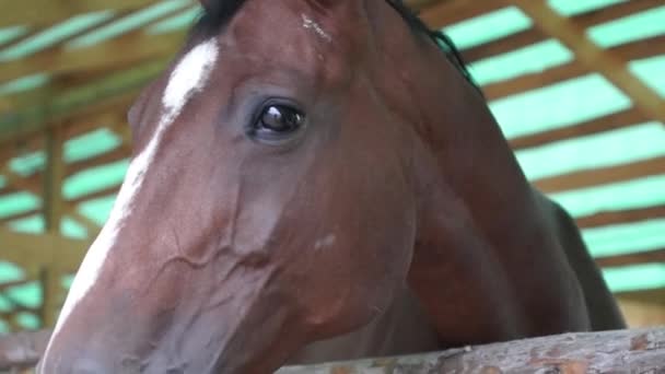 Bruin paard kop close-up — Stockvideo