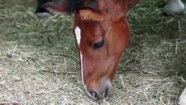 Testa e collo di cavallo da masticare — Video Stock