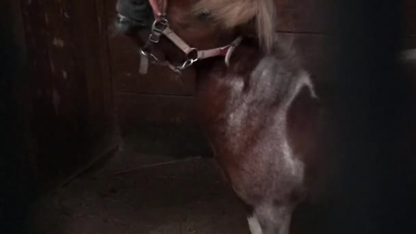 Маленький пони — стоковое видео