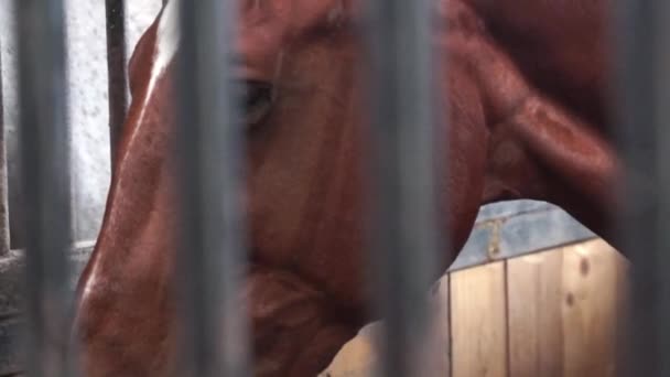 Bruin paard kop close-up — Stockvideo