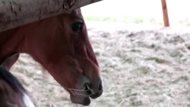 Head and neck of chewing horse — Stock Video