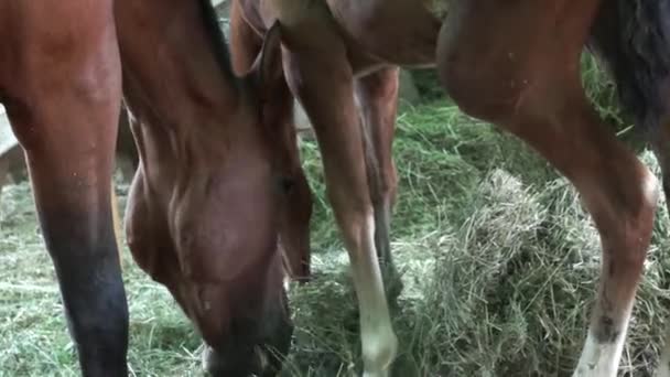 Голова и шея жевательной лошади — стоковое видео