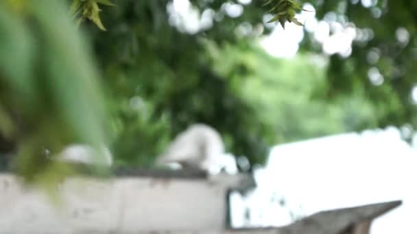 Белый голубь — стоковое видео