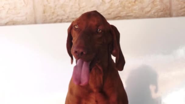 Vizsla dog — Stock Video