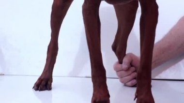 Köpek ve sahibi.