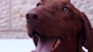 güzel vizsla köpek