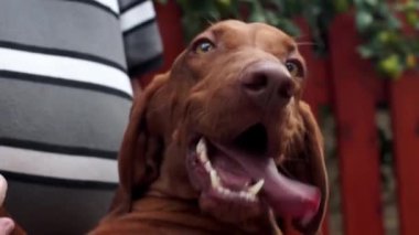 Köpek ve sahibi.