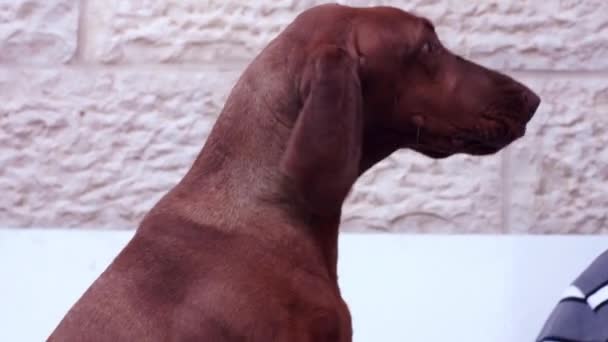 Vizsla όμορφο σκυλί — Αρχείο Βίντεο