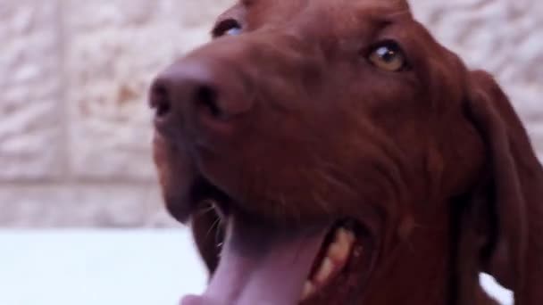 Красивая визельская собака — стоковое видео