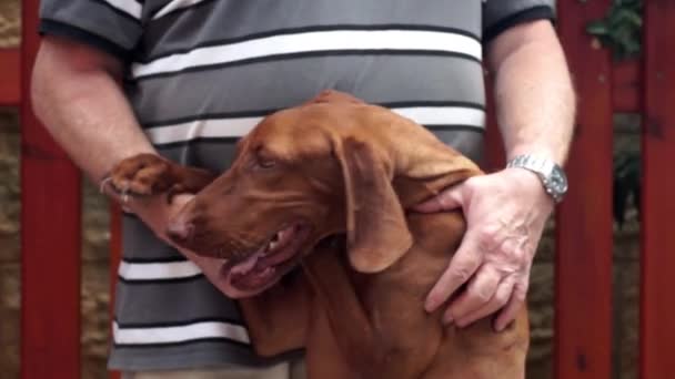 Hund und sein Besitzer — Stockvideo