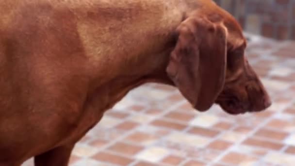 Magnifique chien Vizsla 