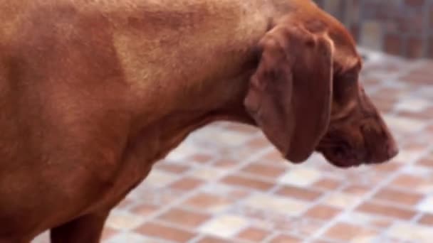 Bonito cão Vizsla — Vídeo de Stock